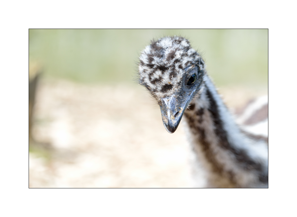 ZooPZ1 6697