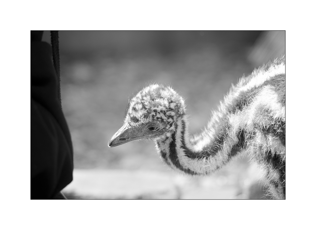 ZooPZ1 6720