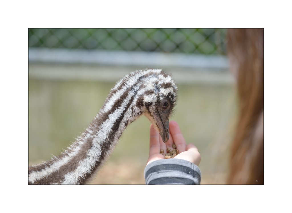 ZooPZ1 6722