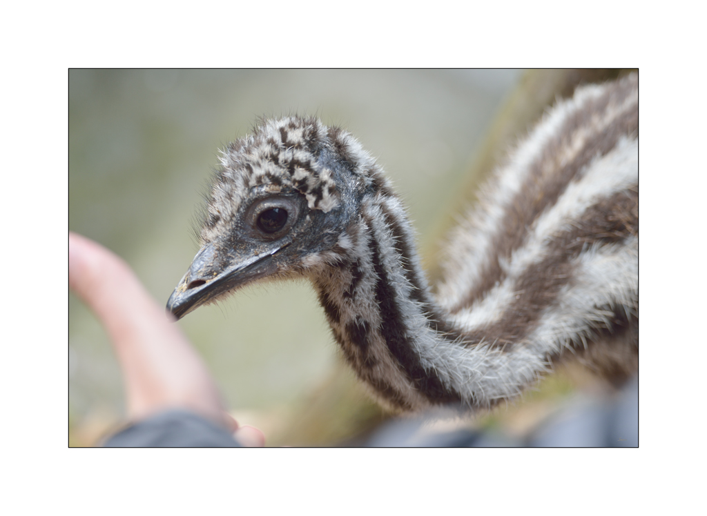 ZooPZ1 6737