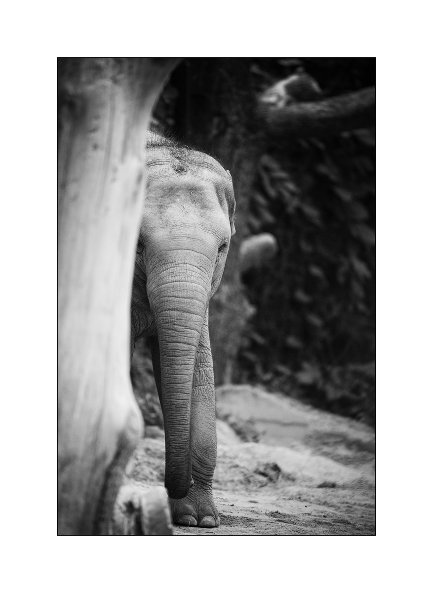 ZooPZ1 9484