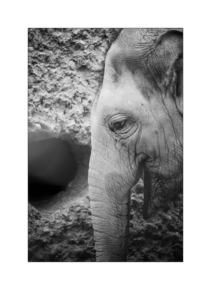 ZooPZ1 9492