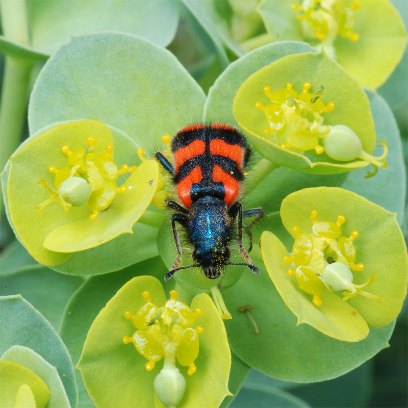 Zottiger Bienenkäfer