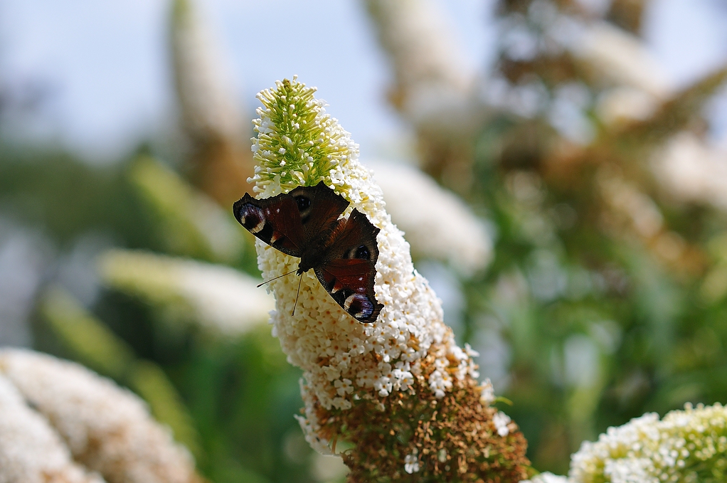 zSchmetterling(sflieder)