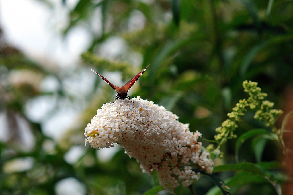zSchmetterling