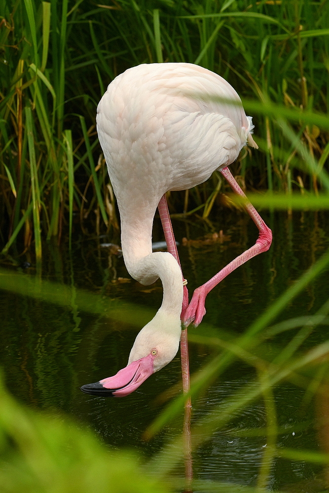 ZSD_8307_nff.JPG