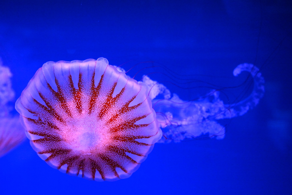ZSE_5539_nff.JPG