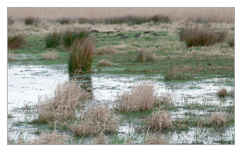 zu viel Wasser