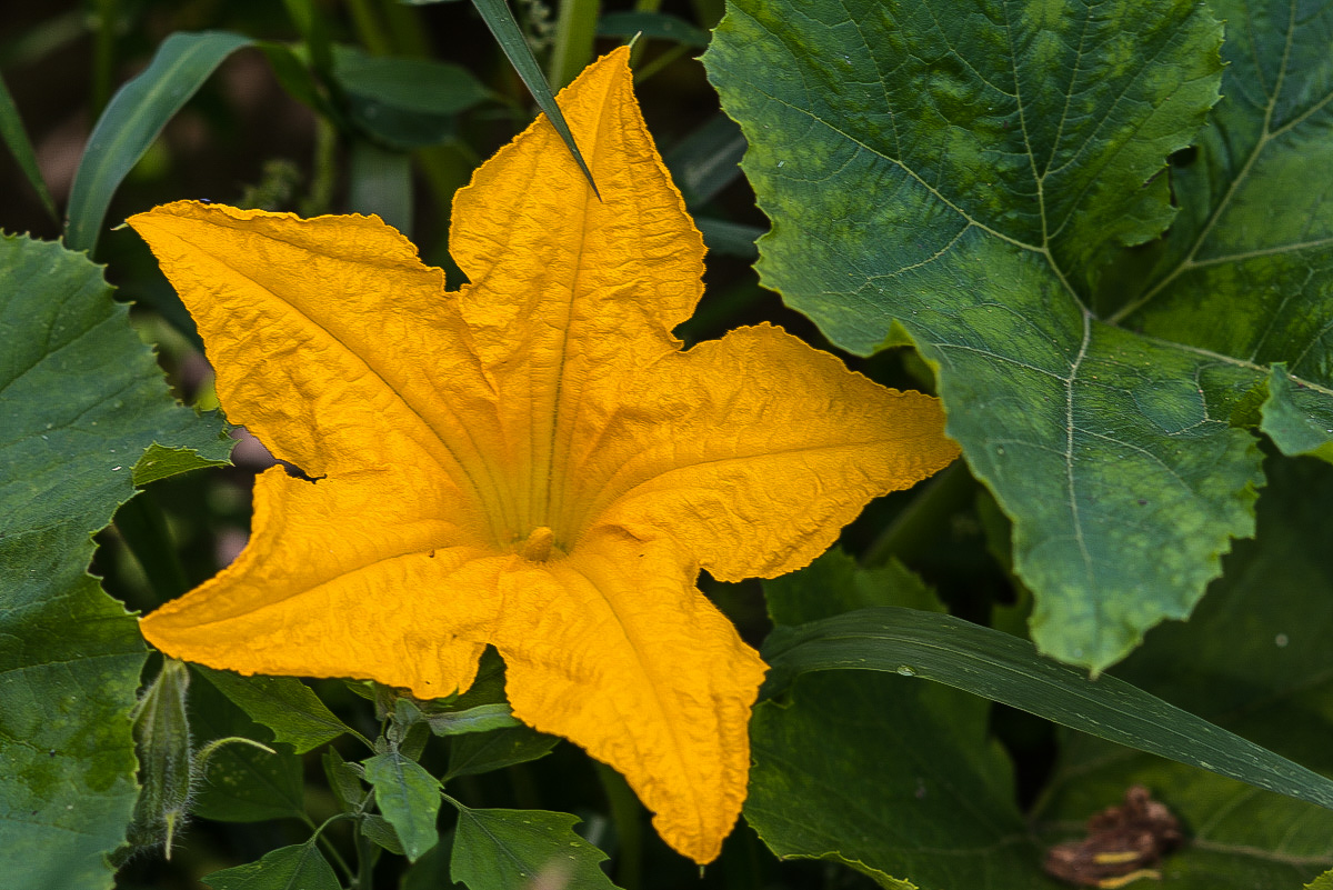 Zuchini (1 von 1).JPG
