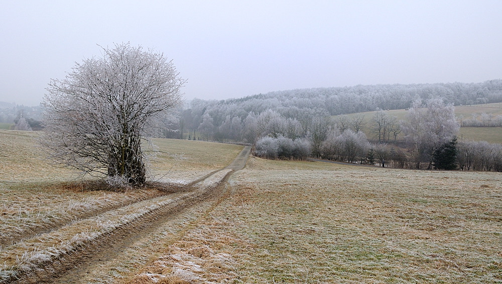 Zuckerbäckerwald4