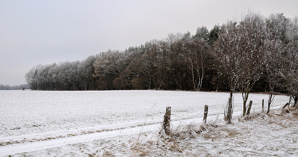 Zuckerbäckerwald5