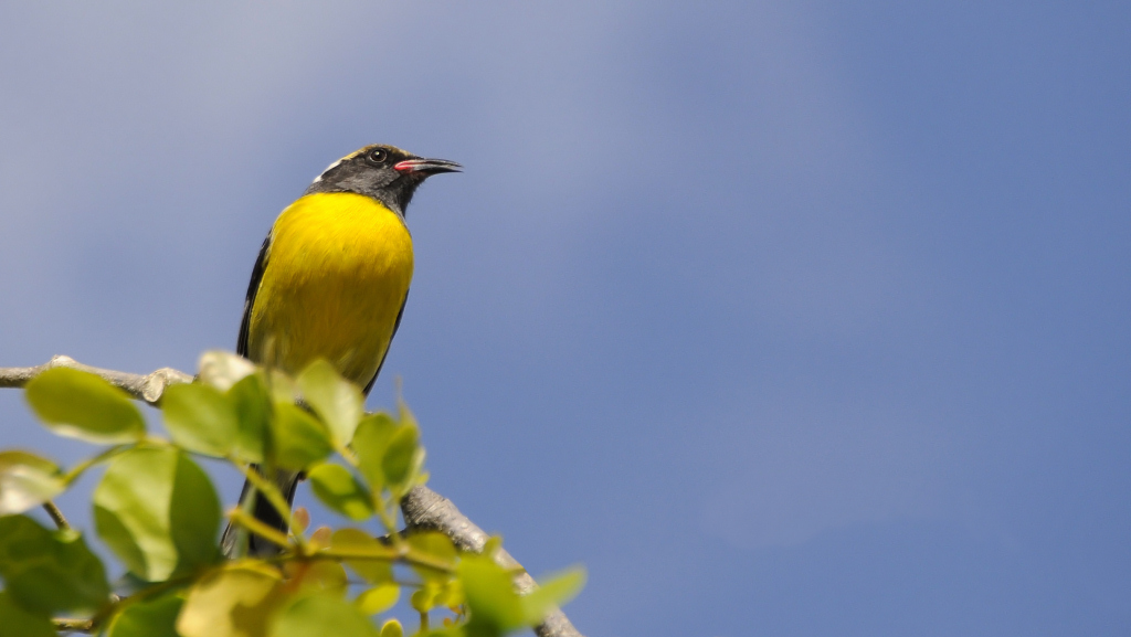 Zuckervogel