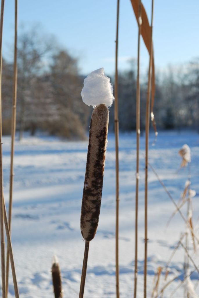 Zuckerwatte