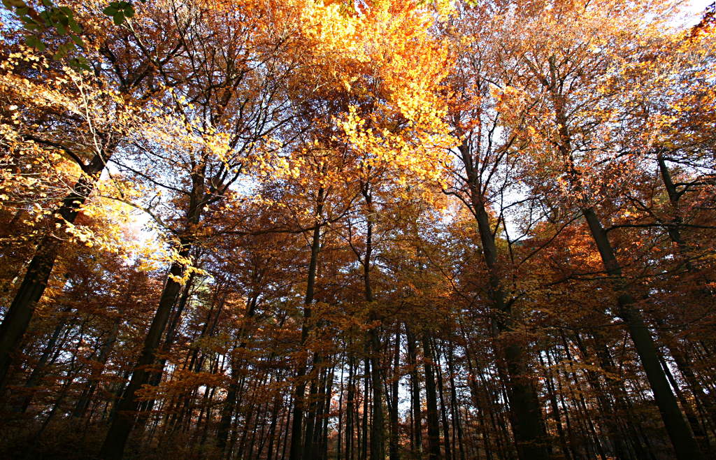 Zum Licht