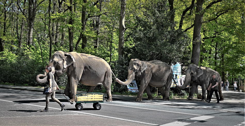 Zurück aus dem Wakd in den Zoo- der tägliche Spaziergang....jpg