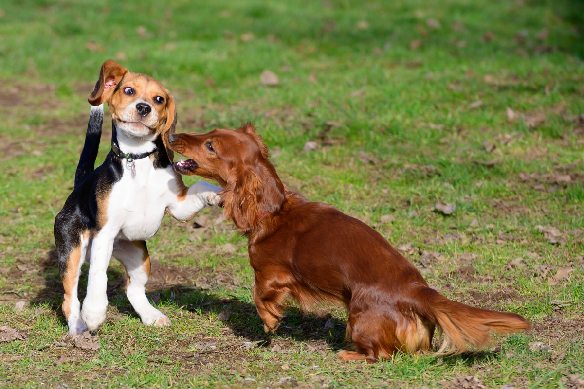 ZVI 2576a Hunde 009