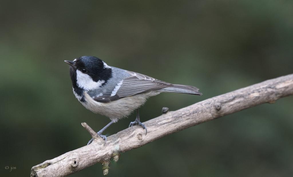 zwarte mees.