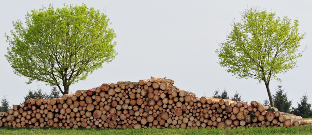 Zwei Bäume und viel Holz
