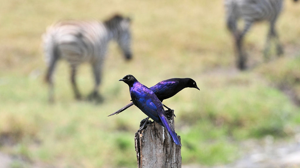 Zwei Schweifglanzstare (Rüppels Long-tailed starling)
bei Lobo, Serengeti
1399