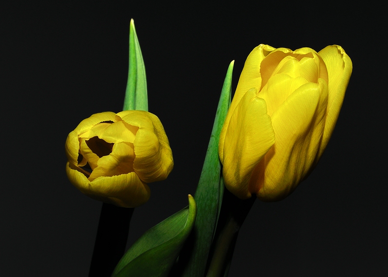zwei Tulpen