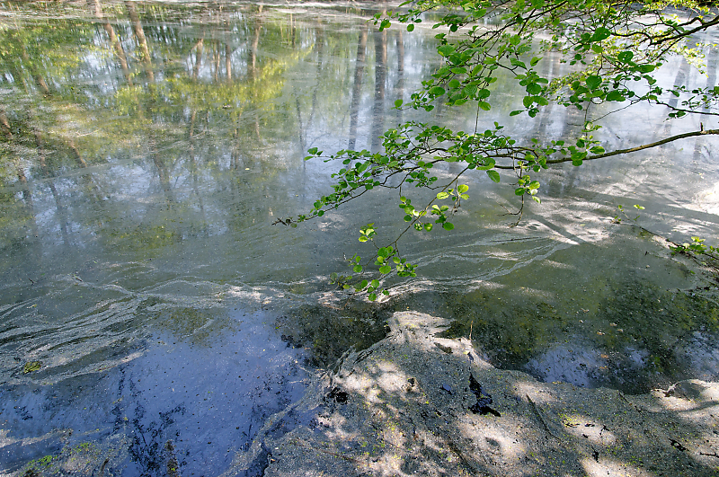 Zweige, Pollen, Spiegelung.jpg