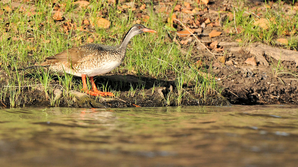 Zwerbindenralle (African Finfoot)
am Lufupa River, Kafue Nationalpark
7139