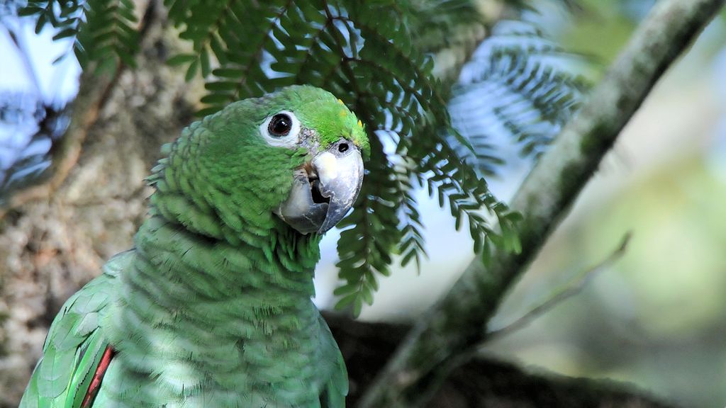 Zwergara (Red Shouldered Macaw)
Botanischer Garten, Georgetown
9411