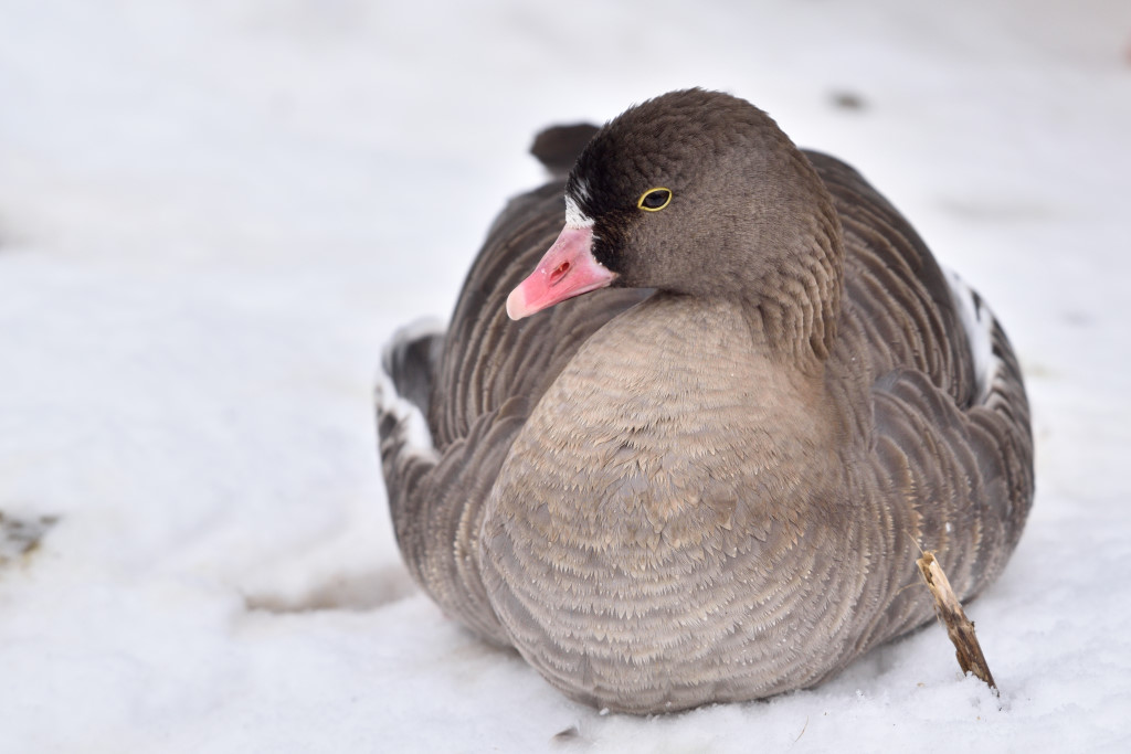 Zwergblessgans 012016