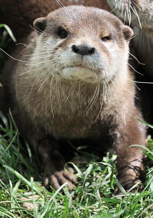 Zwergotter