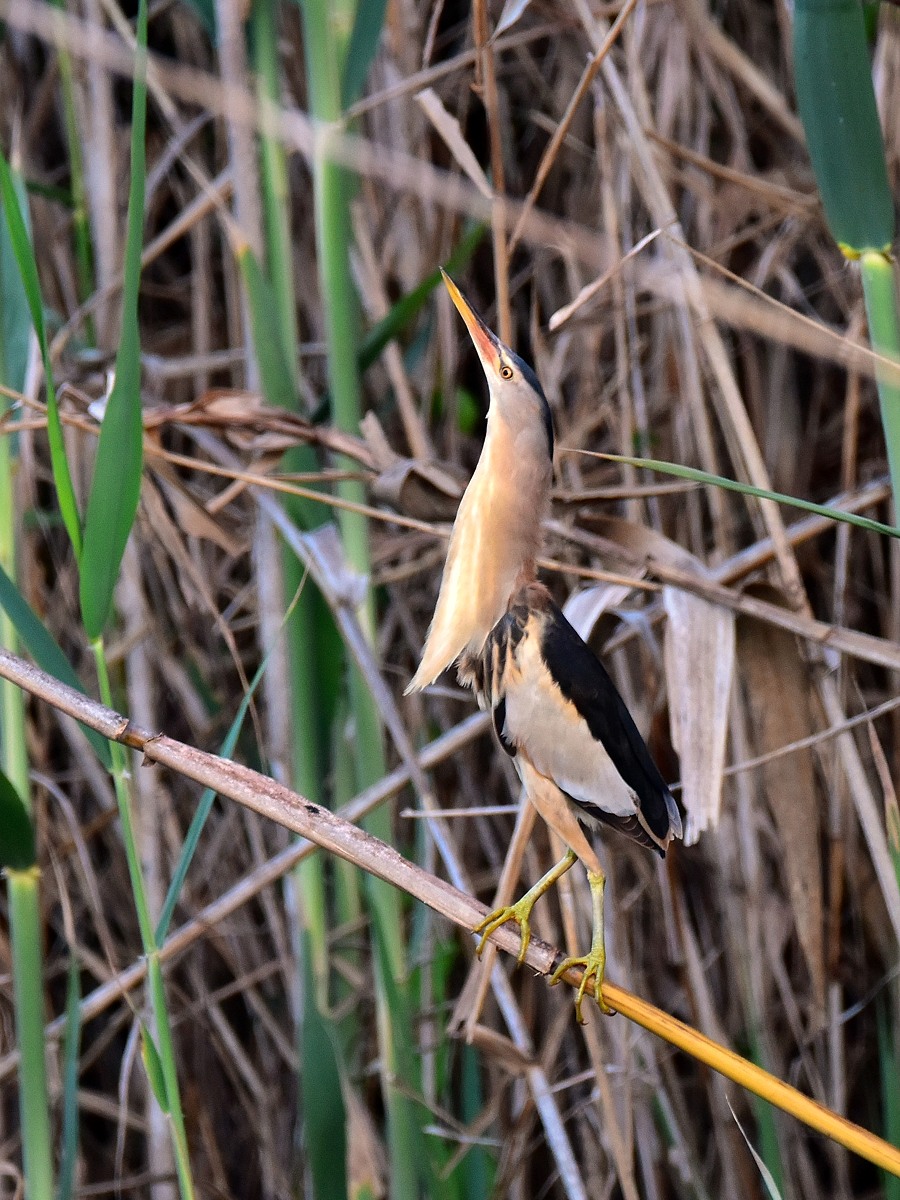 Zwergrohrdommel 2016 05431