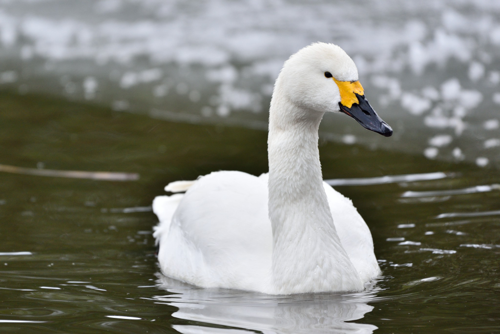 Zwergschwan 012016