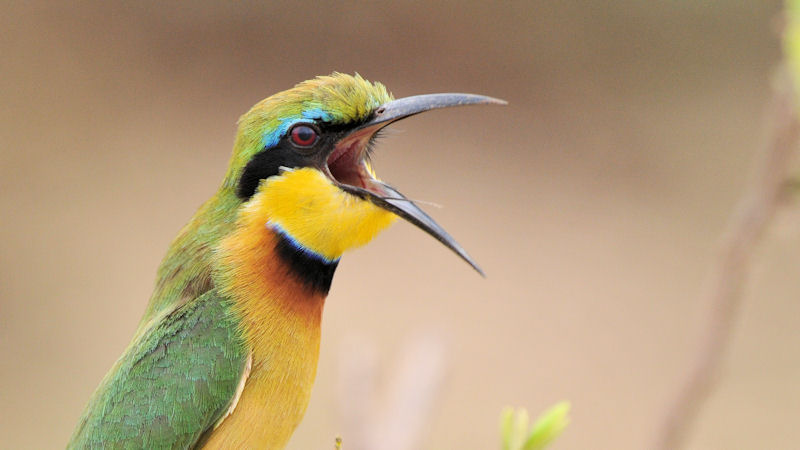 Zwergspint (Little Bee-Eater) im Lake Manyara Nationalpark
1753