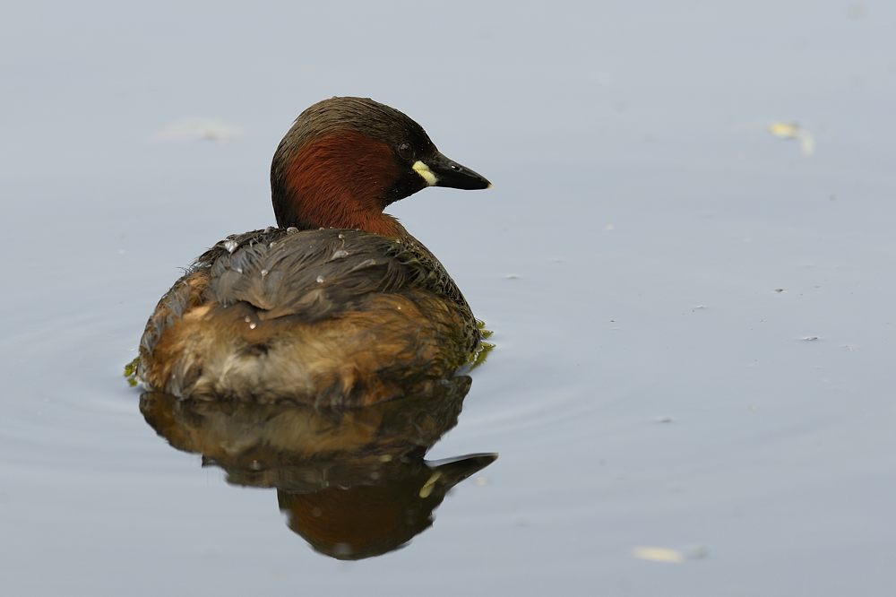 Zwergtaucher 2014 08677
