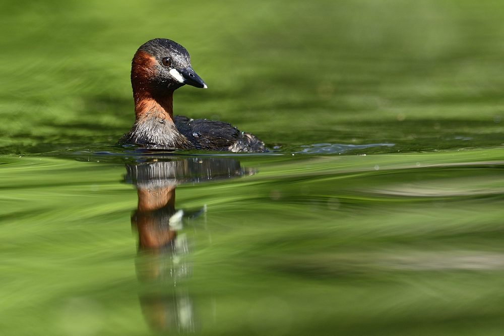 Zwergtaucher 2014 08817