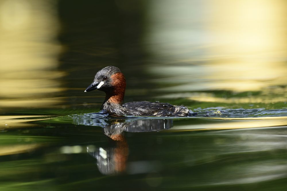 Zwergtaucher 2014 08837