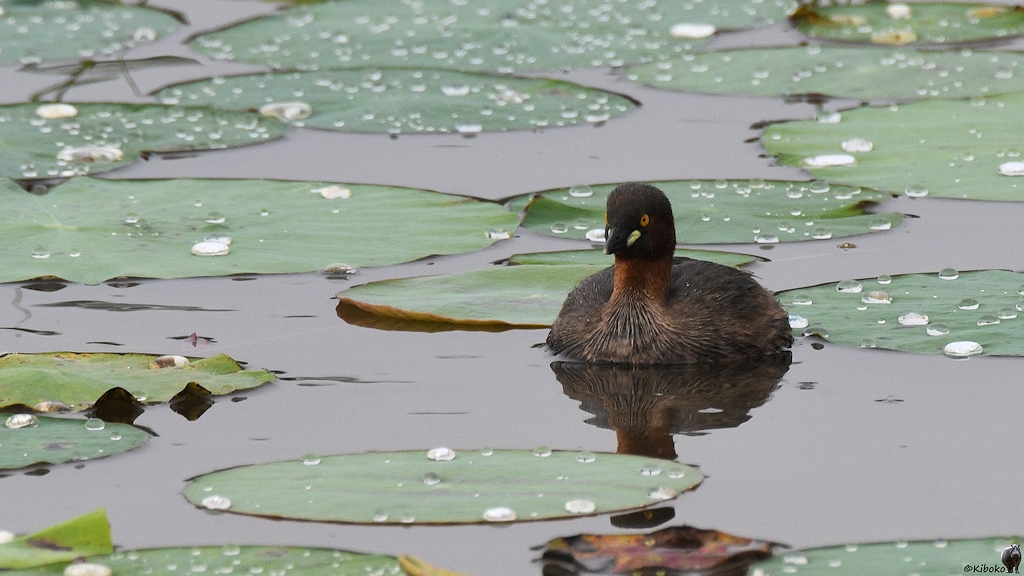 Zwergtaucher (little grebe)

s515 bHabarana LittleGrebe 3721