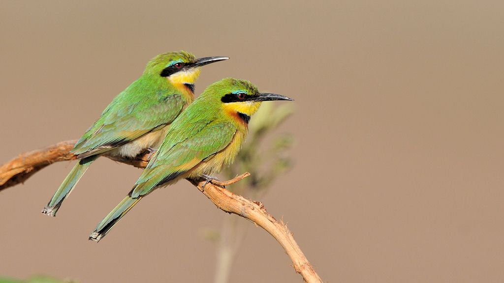 Zwerspint (Little Bee-Eater)
am Luangwa -River
South Luangwa
7585
