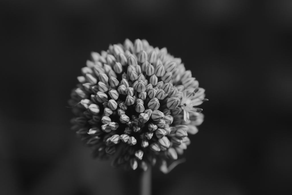 Zwiebelblüte