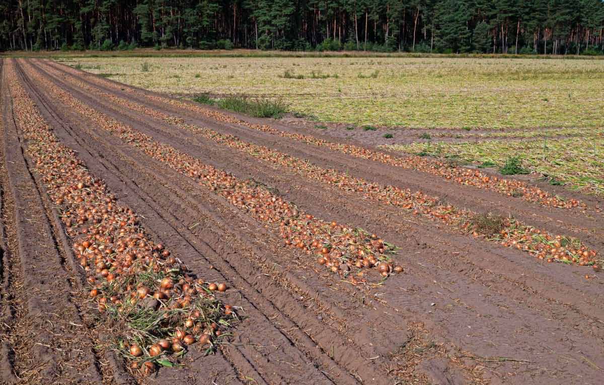 Zwiebelernte 2.jpg