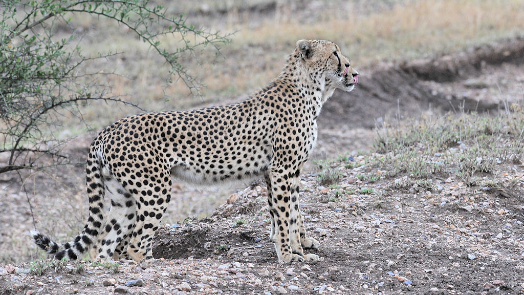 Zwillinge Gepard
Serengeti Seronera
2895