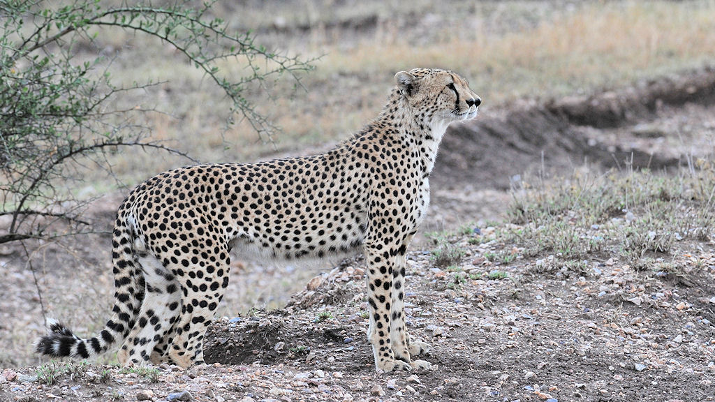 Zwillinge Gepard
Serengeti Seronera
2896