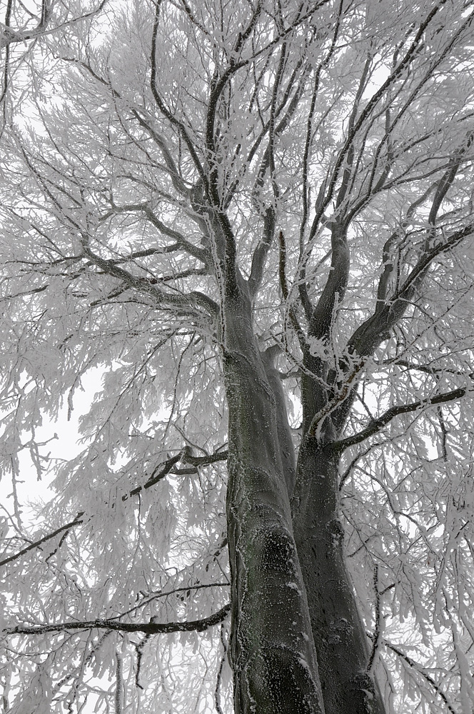 Zwillingsbaum im Winter