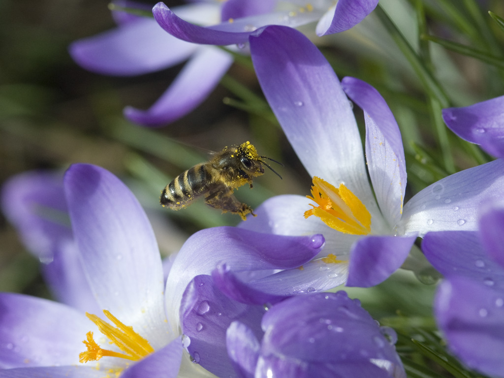 Zwischen Frühlings-Regenschauern : 
Wo verstecken sich die Kleinen, wenn's regnet? 
D 700 + AF Micro Nikkor 105mm 2,8D 
105mm f11 1/1000 Iso800 
1.3.2