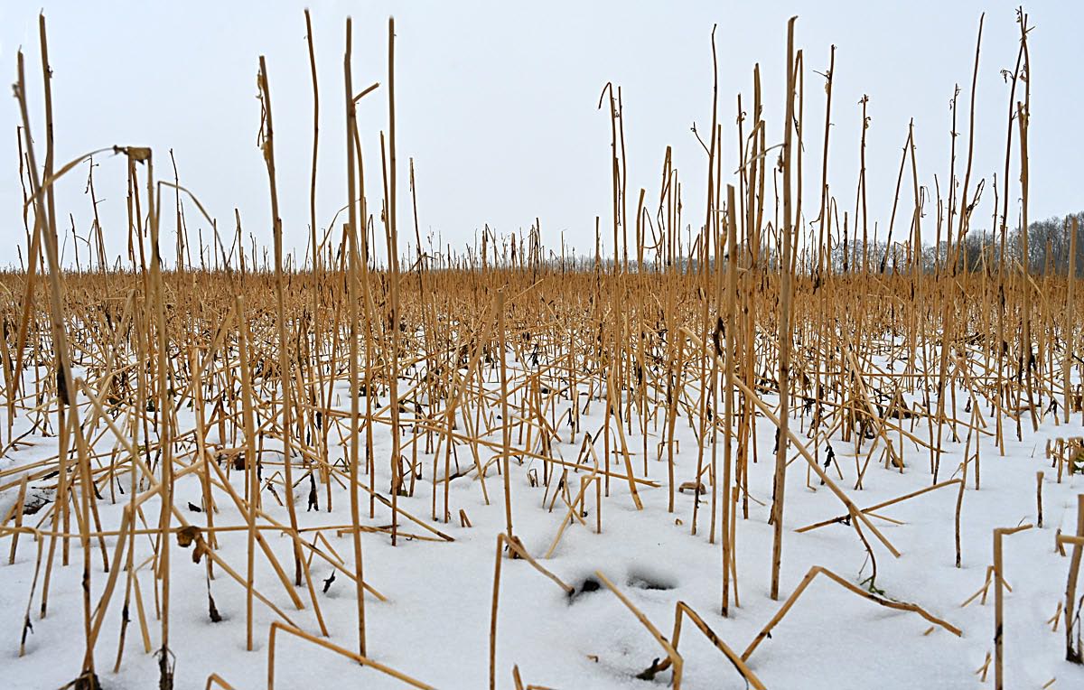 zwischenfrucht 2.jpg