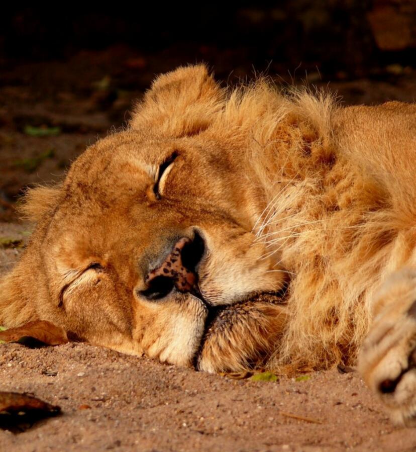 *zZzzZzzZ* ... war auch in der Wilhelma