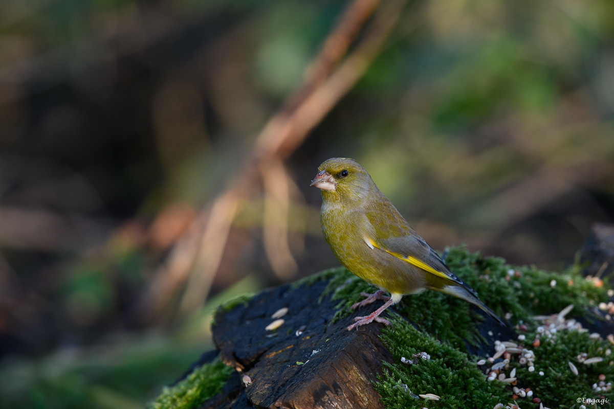 DSC_7899.jpg