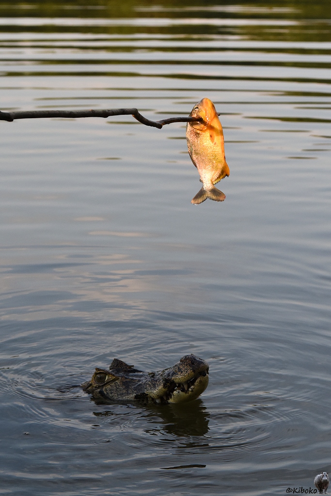 Brillenkaiman schaut auf dem Fisch, der vor seiner Schnauze an einem Stock aufgespießt ist
