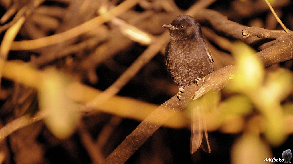 Ein schwarzer Vogel mit roten Augenringen sitzt in einem beleuchteten Busch am Wasserloch.