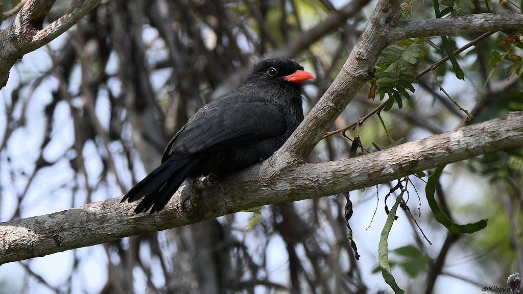 Kleiner Vogel mit gelbem Bauch, graubraunem Flügeln und grauem Kopf
