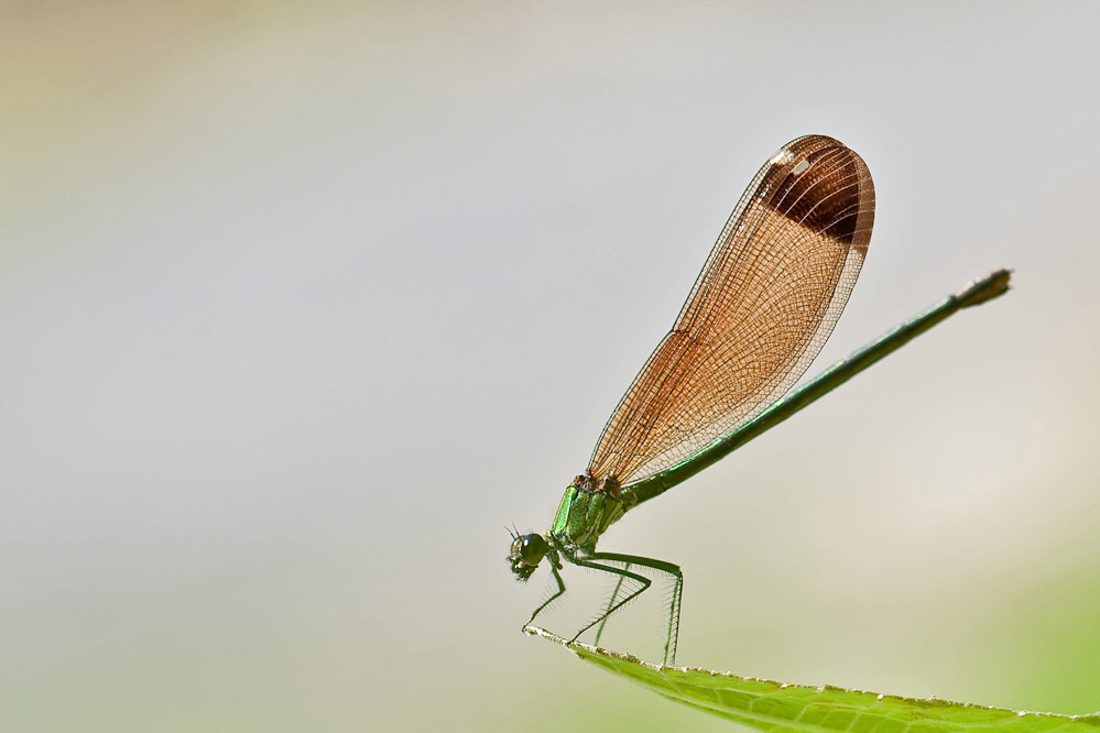 Cal_haemorrhoidalis_w_filtered.jpg